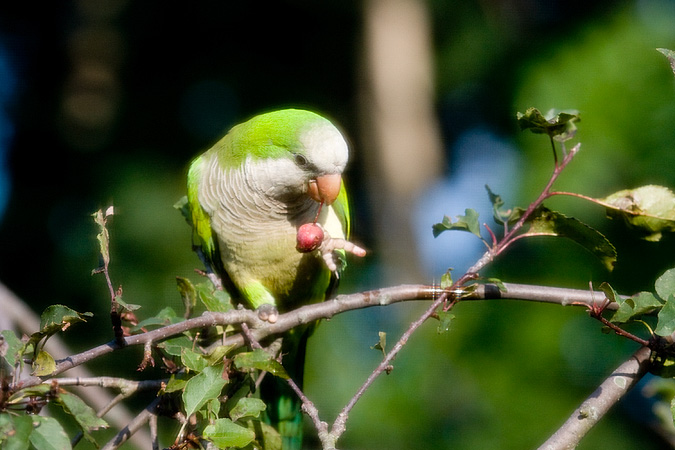 Monk Parakeet, Stamford, Connecticut