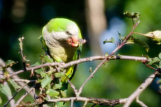 Monk Parakeet, Stamford, Connecticut