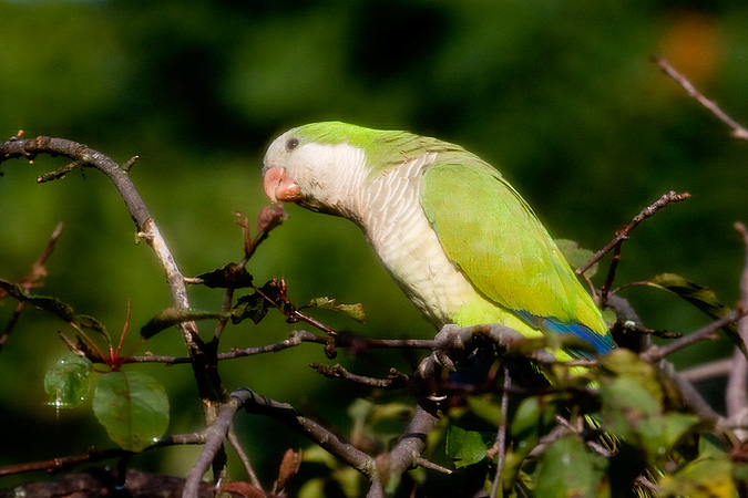 Monk Parakeet, Stamford, Connecticut