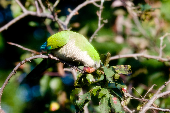 Monk Parakeet, Stamford, Connecticut