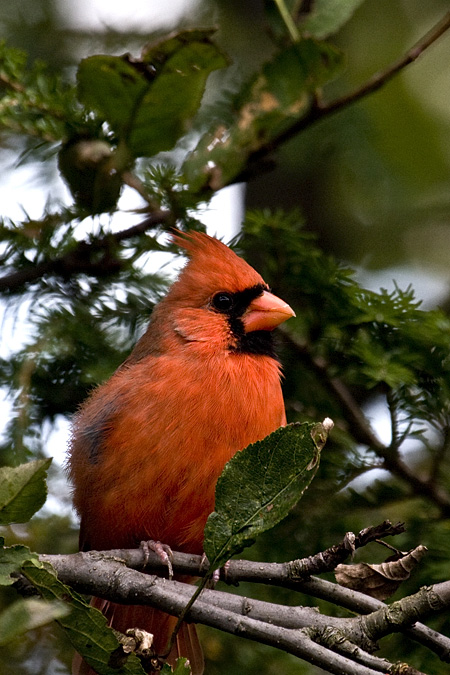 Male Northern Cardinal, Stamford, Connecticut