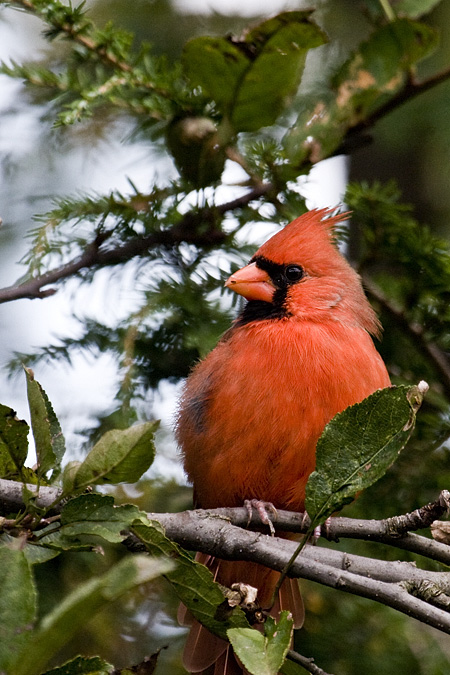 Male Northern Cardinal, Stamford, Connecticut