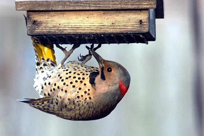 Northern (Yellow-shafted) Flicker, Stamford, CT