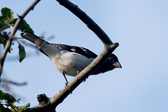 Rose-breasted Grosbeak, Stamford, CT