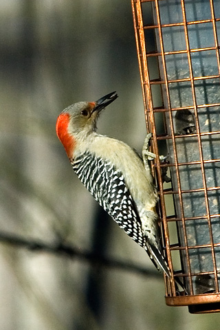 Red-bellied Woodpecker, Stamford, Connecticut