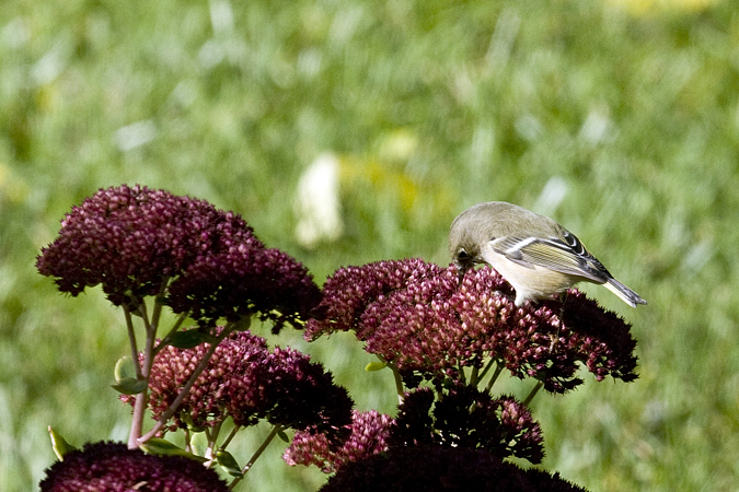 Ruby-crowned Kinglet, Stamford, CT