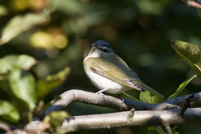 Red-eyed Vireo in Stamford, Connecticut