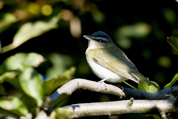 Red-eyed Vireo in Stamford, Connecticut