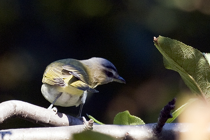 Red-eyed Vireo in Stamford, Connecticut