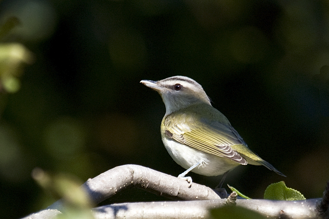 Red-eyed Vireo in Stamford, Connecticut