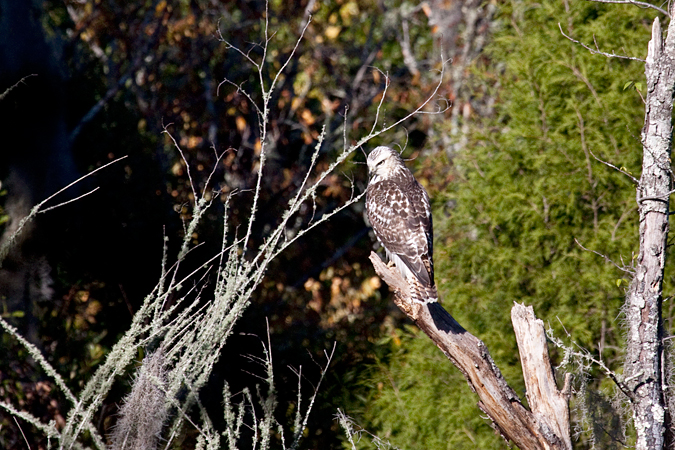 Red-shouldered Hawk, Jacksonville, Florida