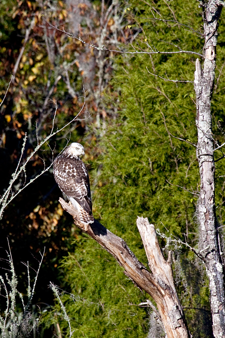 Red-shouldered Hawk, Jacksonville, Florida