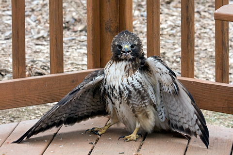 Red-tailed Hawk in Stamford, Connecticut