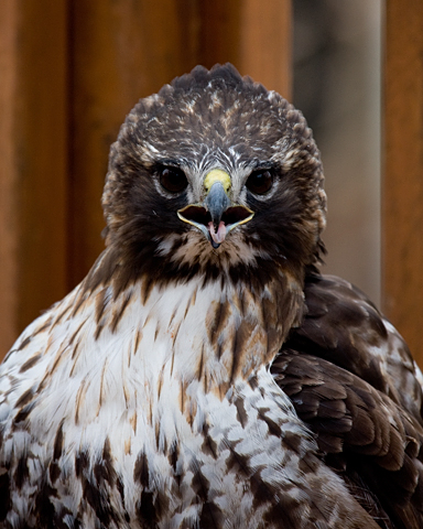 Red-tailed Hawk in Stamford, CT