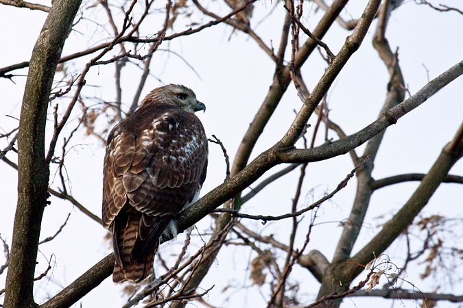 Juvenile Red-tailed Hawk in Stamford, Connecticut