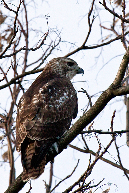 Juvenile Red-tailed Hawk in Stamford, Connecticut