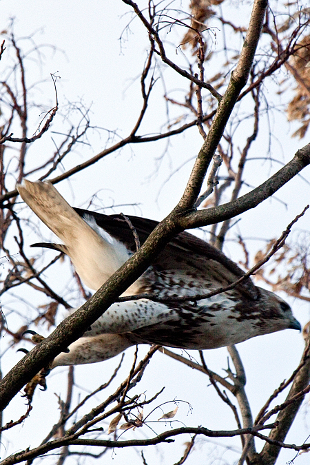 Juvenile Red-tailed Hawk in Stamford, Connecticut