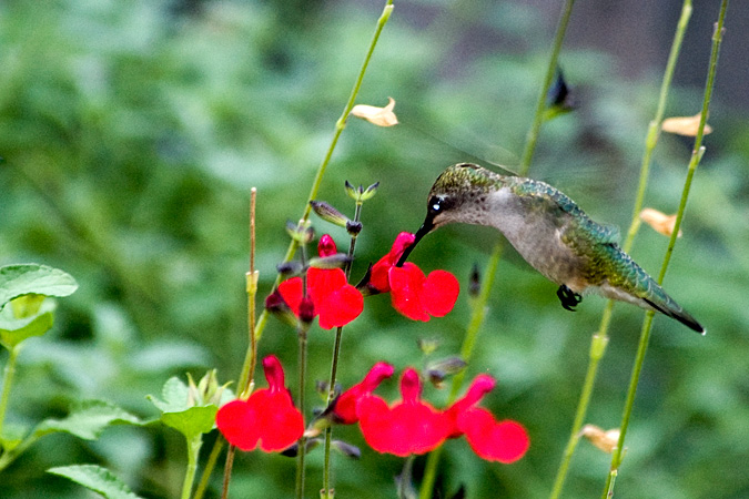 Ruby-throated Hummingbird, Stamford, CT