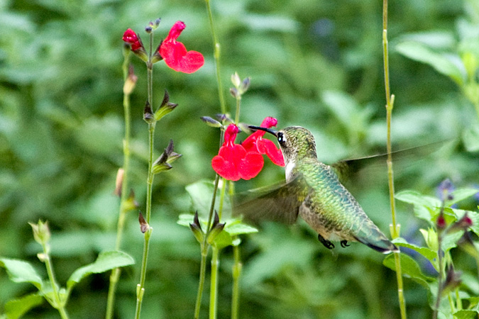 Ruby-throated Hummingbird, Stamford, CT