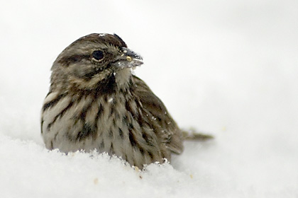 Song Sparrow in Snow, Stamford, CT