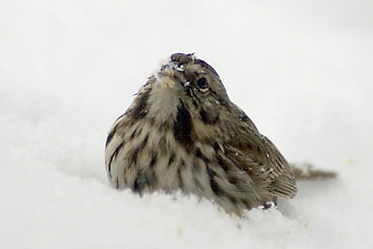 Song Sparrow in Snow, Stamford, CT