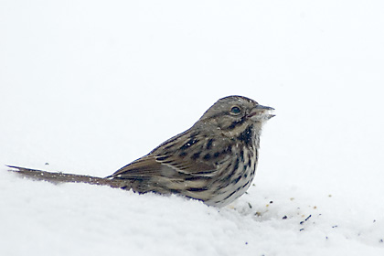 Song Sparrow in Snow, Stamford, CT