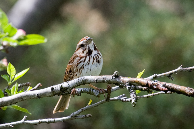 Song Sparrow, Stamford, CT