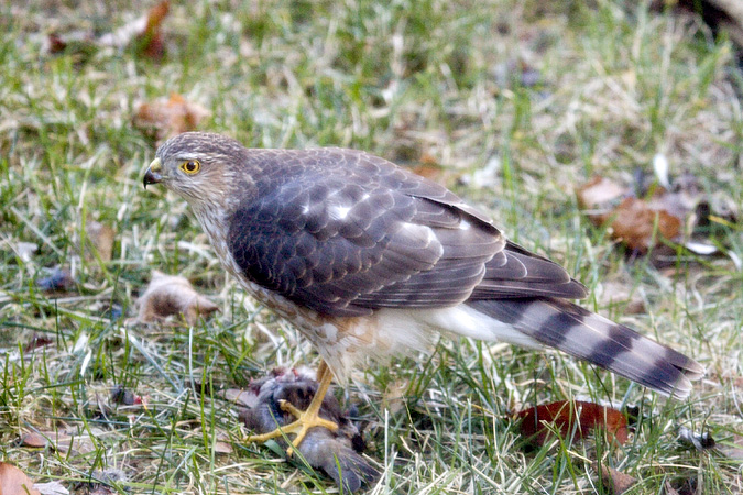 Sharp-shinned Hawk, Stamford, CT