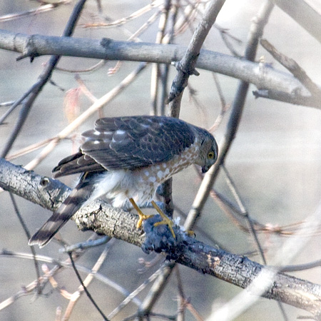 Sharp-shinned Hawk, Stamford, CT