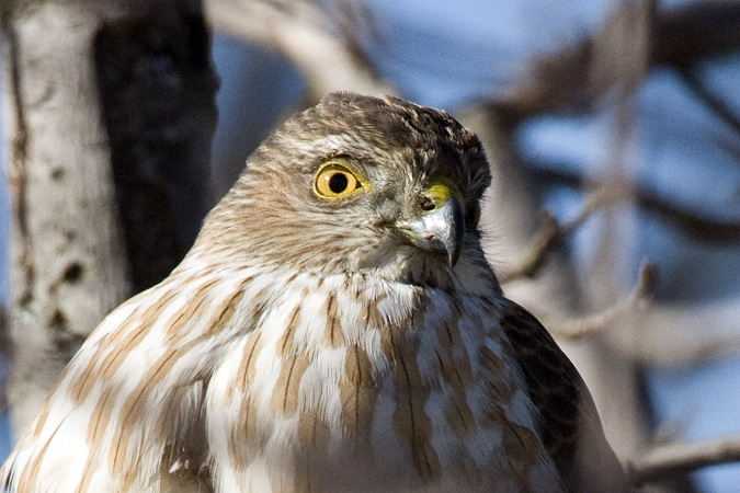 Sharp-shinned Hawk, Stamford, CT