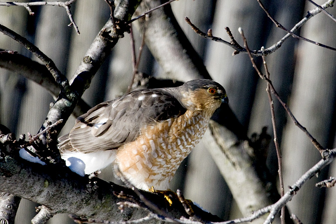 Sharp-shinned Hawk, Stamford, CT