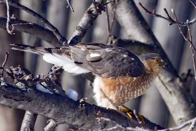 Sharp-shinned Hawk, Stamford, CT