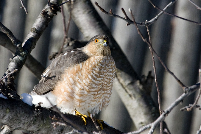 Sharp-shinned Hawk, Stamford, CT