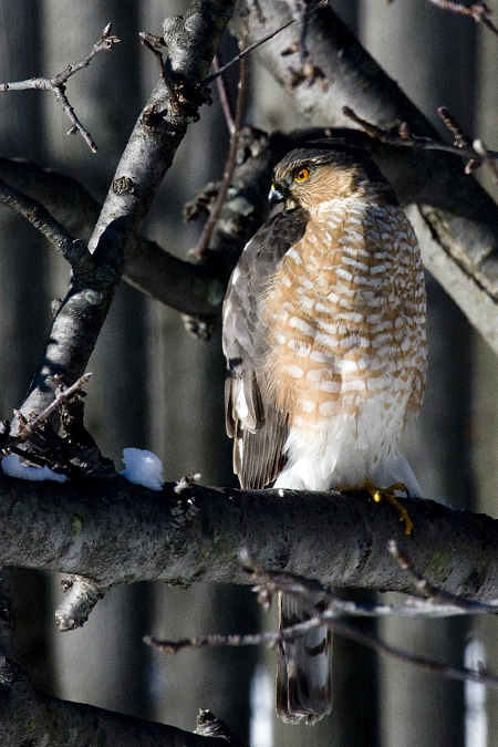 Sharp-shinned Hawk, Stamford, CT