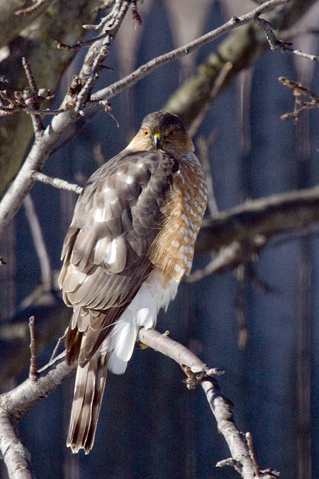 Sharp-shinned Hawk, Stamford, CT