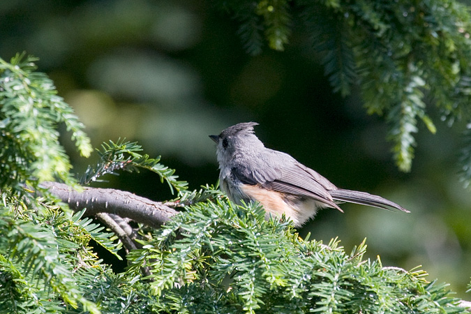 Tufted Titmouse, Stamford, Connecticut