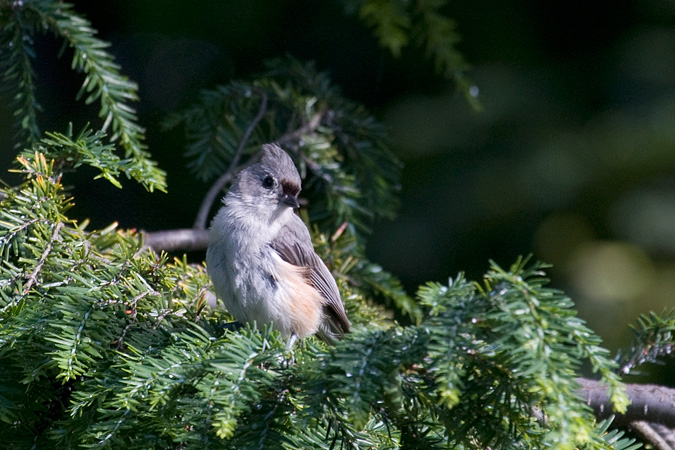 Tufted Titmouse, Stamford, Connecticut