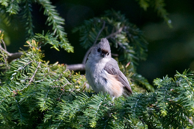 Tufted Titmouse, Stamford, Connecticut