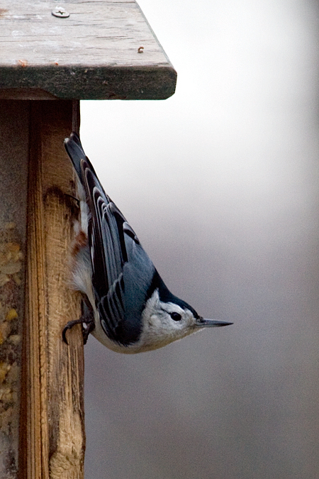 White-breasted Nuthatch, Stamford, Connecticut