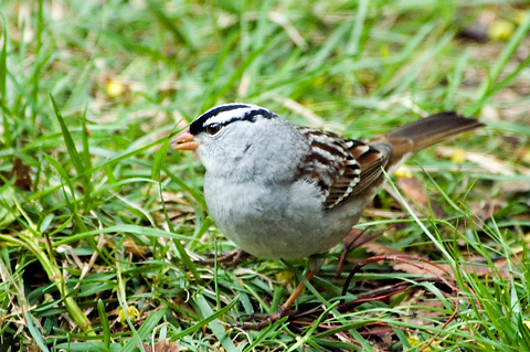 White-crowned Sparrow, Stamford, CT