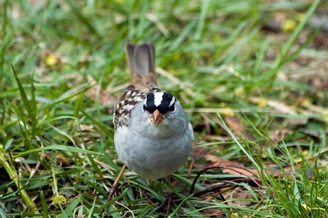 White-crowned Sparrow, Stamford, CT