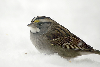 White-throated Sparrow in Snow, Stamford, CT