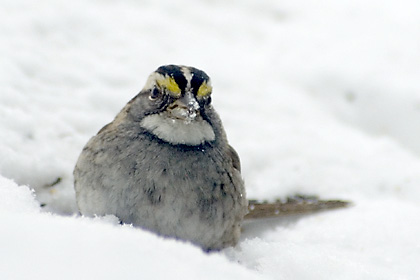 White-throated Sparrow in Snow, Stamford, CT