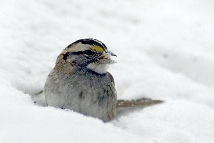 White-throated Sparrow in Snow, Stamford, CT