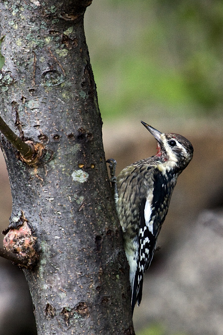 Yellow-bellied Sapsucker, Stamford, Connecticut