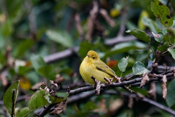 Yellow Warbler, Stamford, Connecticut