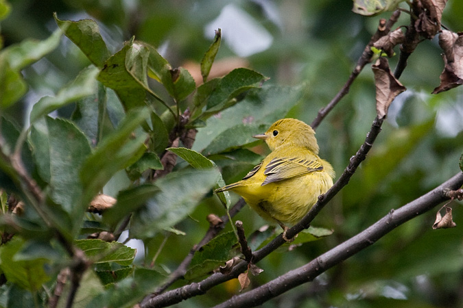 Yellow Warbler, Stamford, Connecticut