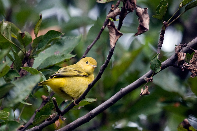 Yellow Warbler, Stamford, Connecticut