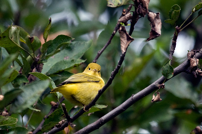 Yellow Warbler, Stamford, Connecticut