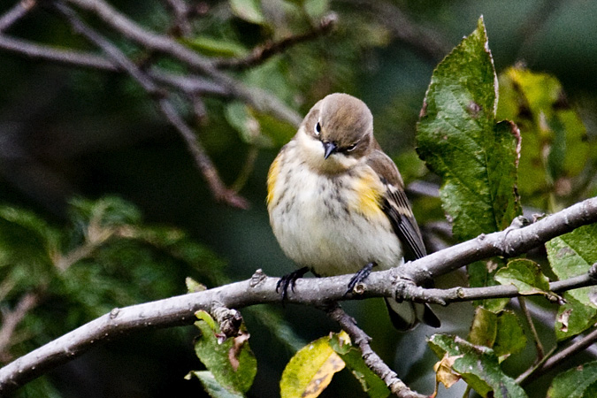 Yellow-rumped Warbler, Stamford, Connecticut